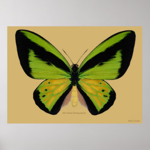 Male Goliath Birdwing Butterfly Poster