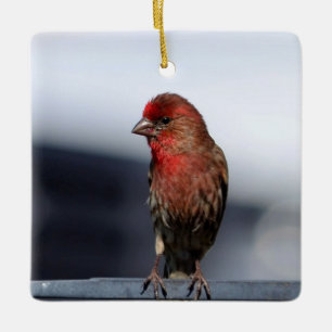 Male House Finch Ornament