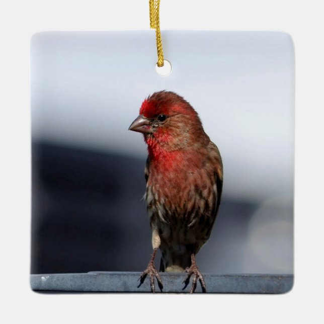 Male House Finch Ornament (Vorderseite)