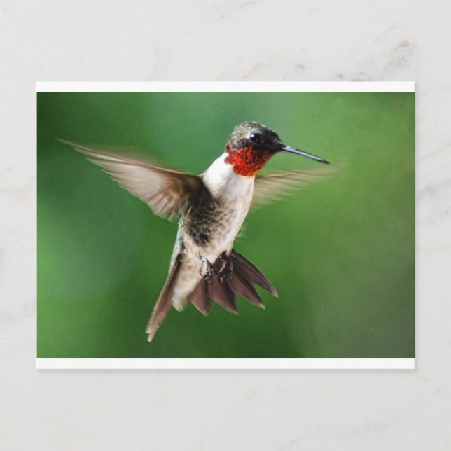 Male Hummingbird Postkarte (Vorderseite)