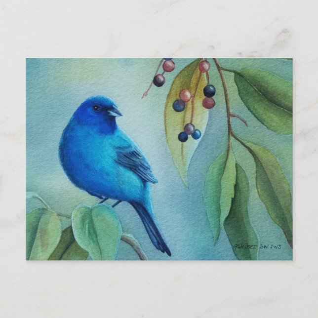 Male Indigo Bunting Bird Hackberry Postkarte (Vorderseite)