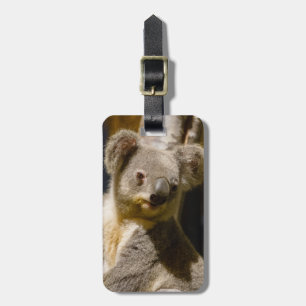 Male Koala Personalize Gepäckanhänger