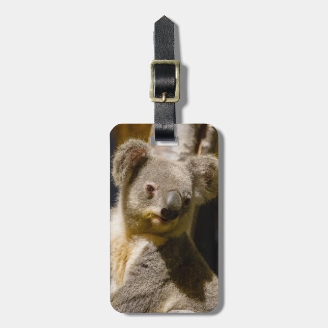 Male Koala Personalize Gepäckanhänger (Vorderseite vertikal)