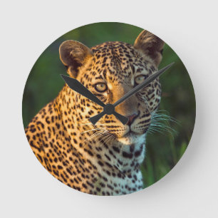 Male Leopard (Panthera Pardus) Full-Grown Cub Runde Wanduhr