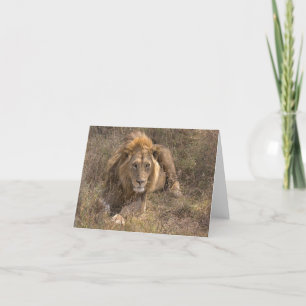 Male Lion Cards Karte