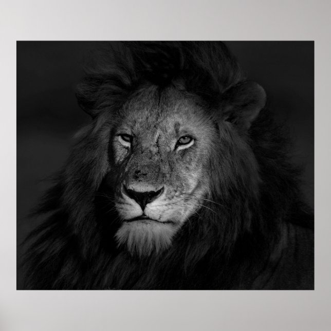 MALE LION POSTER (Vorne)