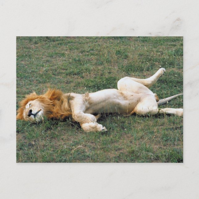 Male Lion Stretching Postkarte (Vorderseite)