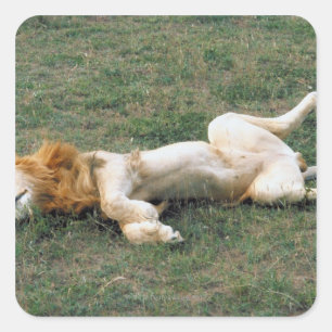 Male Lion Stretching Quadratischer Aufkleber