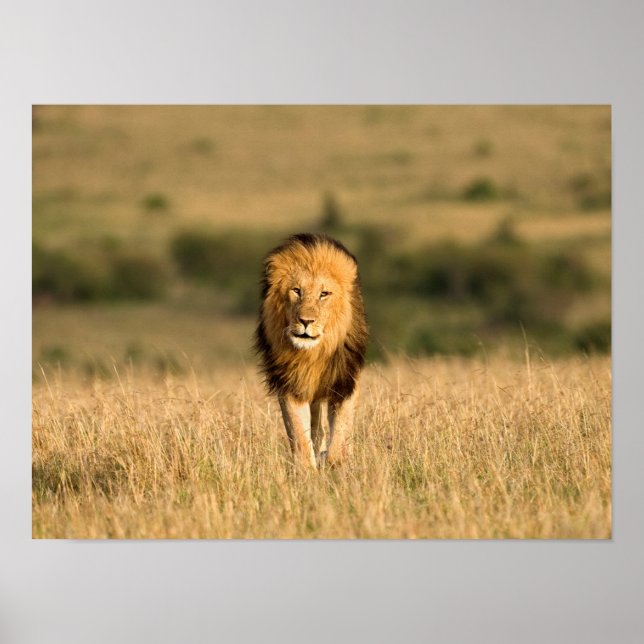 Male Lion Walking Poster (Vorne)