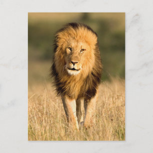 Male Lion Walking Postkarte