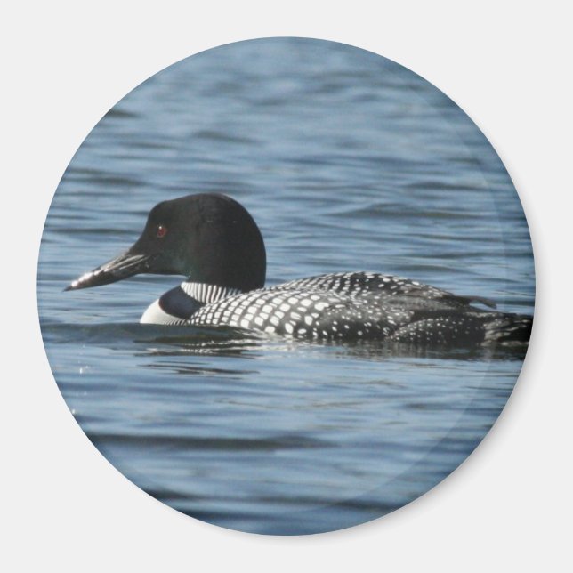 Male loon Magnet (Vorne)