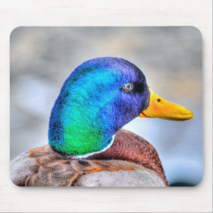 Male Mallard Duck Birdlover Wildlife Portrait Mousepad