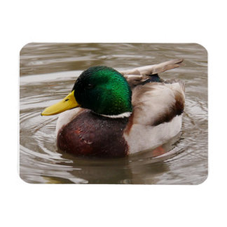 Male Mallard Duck Magnet
