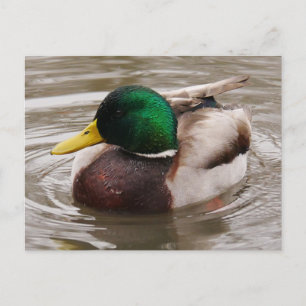 Male Mallard Duck Postcard Postkarte