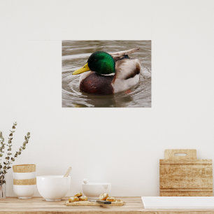 Male Mallard Duck Poster
