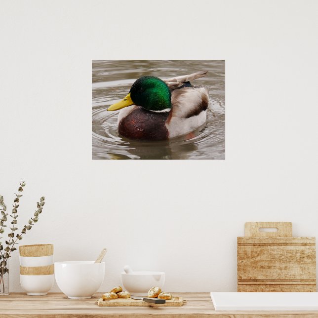Male Mallard Duck Poster (Küche)