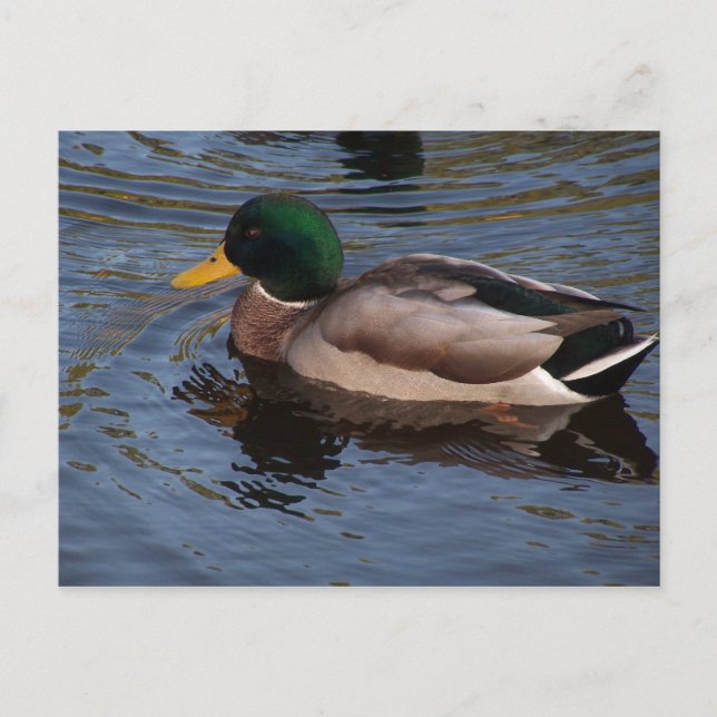 Male Mallard Duck Postkarte (Vorderseite)