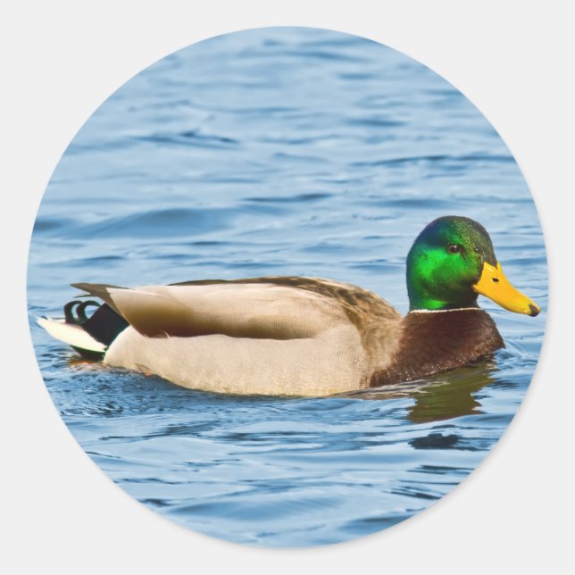 Male Mallard Duck Sticker (Vorderseite)