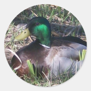 Male Mallard Enck Stickers