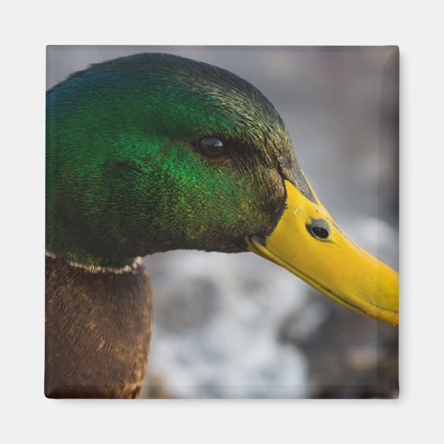 Male Mallard Portrait Magnet (Vorne)