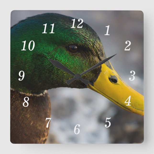 Male Mallard Portrait Wall Clock Quadratische Wanduhr (Vorderseite)