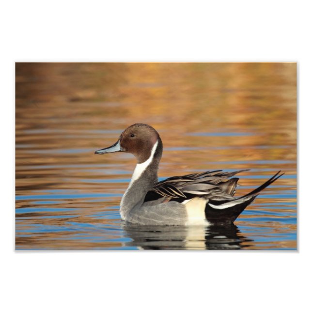 Male Northern Pintail Fotodruck (Vorne)
