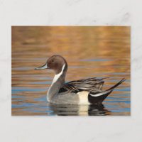 Male Northern Pintail