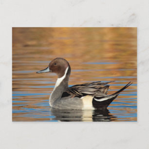 Male Northern Pintail Postkarte