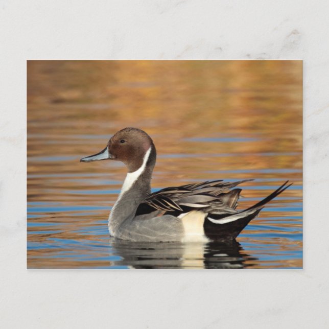 Male Northern Pintail Postkarte (Vorderseite)