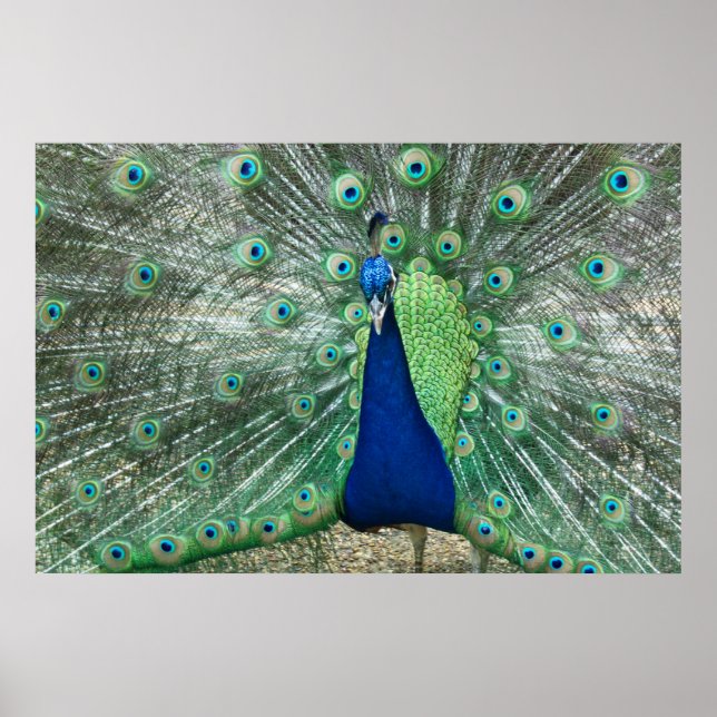 Male Peacock Poster (Vorne)