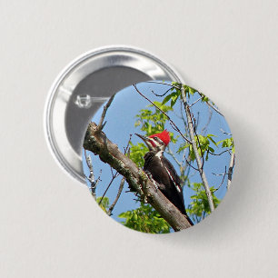 Male Pileated Woodpecker Button