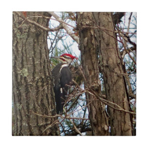 Male Pileated Woodpecker Fliese