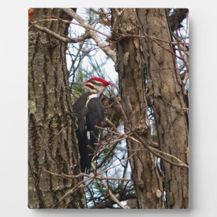 Male Pileated Woodpecker Fotoplatte