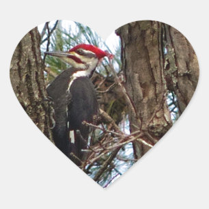 Male Pileated Woodpecker Herz-Aufkleber