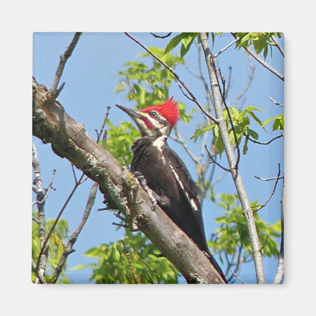 Male Pileated Woodpecker Magnet (Vorne)