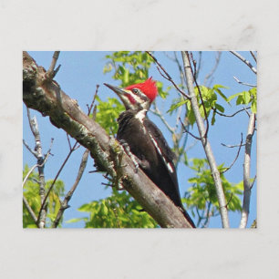 Male Pileated Woodpecker Postkarte