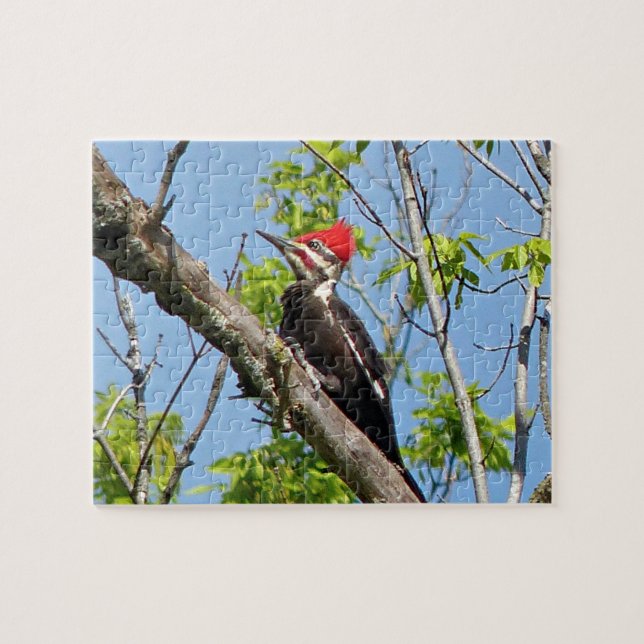 Male Pileated Woodpecker Puzzle (Horizontal)