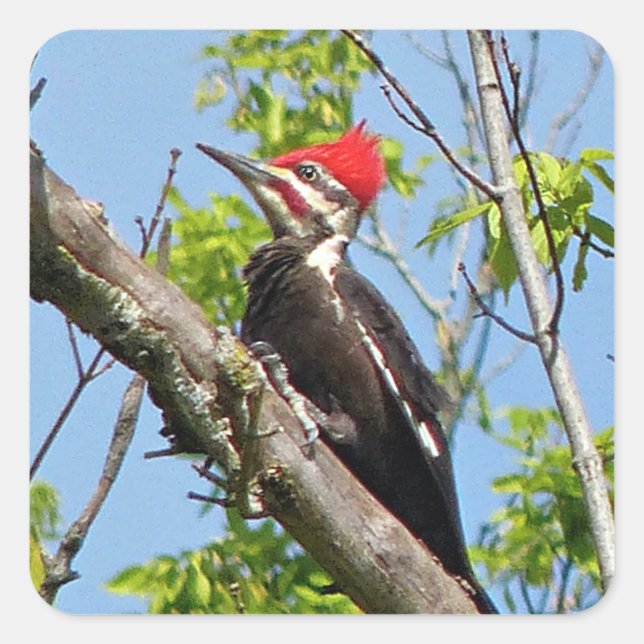 Male Pileated Woodpecker Quadratischer Aufkleber (Vorderseite)