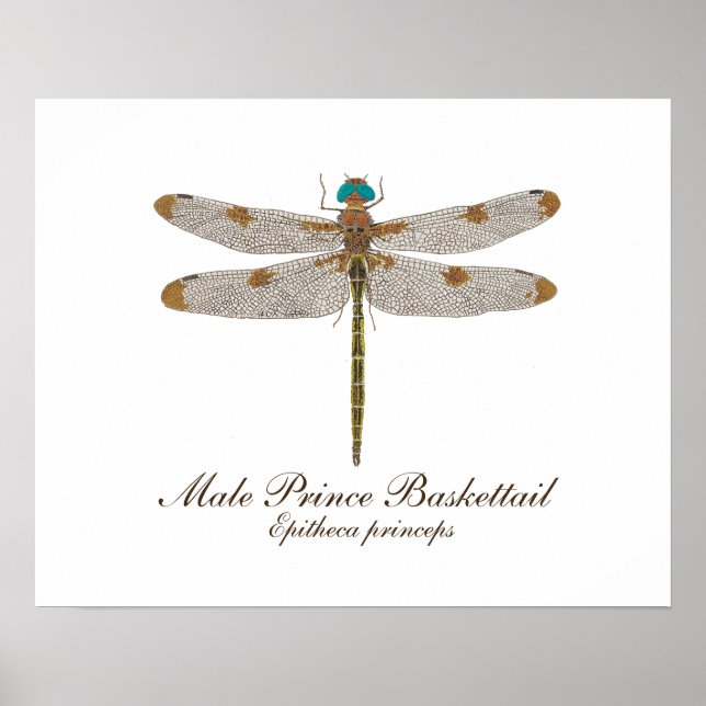 Male Prince Baskettail Dragonfly Art Poster (Vorne)