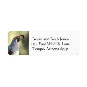 Male Quail