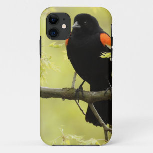 Male Red Winged Blackbird Case-Mate iPhone Hülle