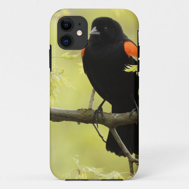 Male Red Winged Blackbird Case-Mate iPhone Hülle (Rückseite)
