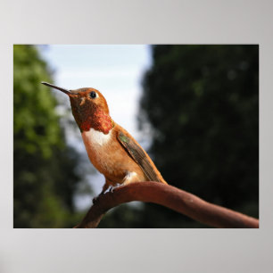 Male Rufous Hummingbird - Kunstdrucke Poster