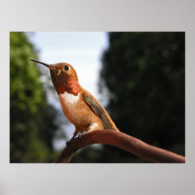 Male Rufous Hummingbird - Kunstdrucke Poster (Vorne)