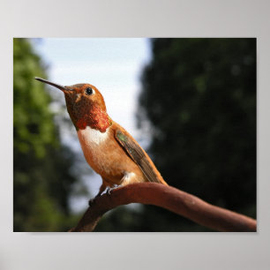 Male Rufous Hummingbird - Kunstdrucke Poster