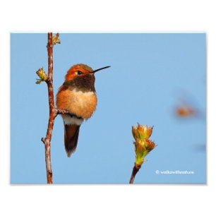 Male Rufous Hummingbird Posen für die Linden Fotodruck