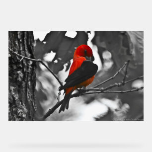 Male Scarlet Tanager Acrylschild