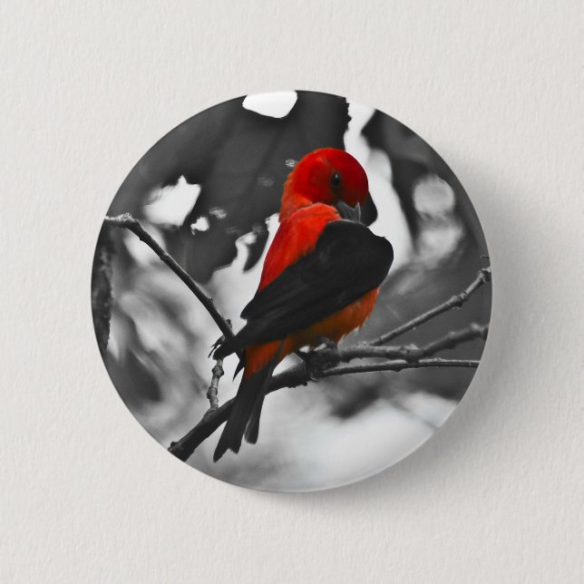 Male Scarlet Tanager Button (Vorderseite)