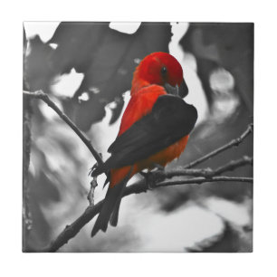 Male Scarlet Tanager Fliese