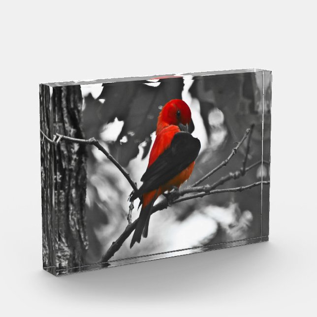 Male Scarlet Tanager Fotoblock (Links)